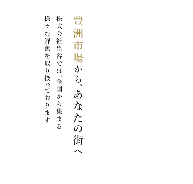 豊洲市場から、あなたの街へ 株式会社亀谷では、全国から集まる様々な鮮魚を取り扱っております