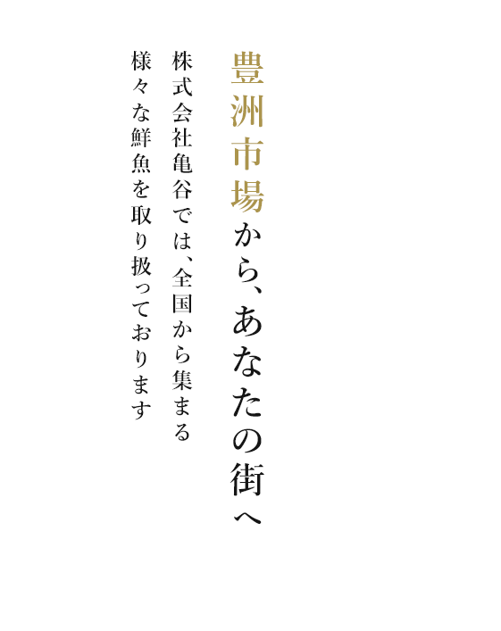 豊洲市場から、あなたの街へ 株式会社亀谷では、全国から集まる様々な鮮魚を取り扱っております